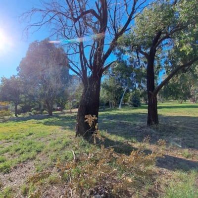 Eucalyptus sideroxylon (Mugga Ironbark) at Hackett, ACT - 24 Apr 2024 by abread111