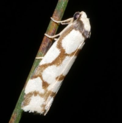 Chiriphe dichotoma (Reticulated Footman) at WendyM's farm at Freshwater Ck. - 14 Dec 2023 by WendyEM