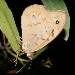 Heteronympha merope (Common Brown Butterfly) at WendyM's farm at Freshwater Ck. - 14 Dec 2023 by WendyEM