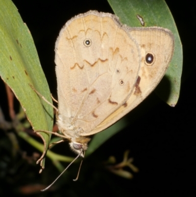 Heteronympha merope (Common Brown Butterfly) at Freshwater Creek, VIC - 14 Dec 2023 by WendyEM