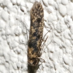 Niditinea fuscella (Brown-dotted Clothes Moth) at WendyM's farm at Freshwater Ck. - 14 Dec 2023 by WendyEM