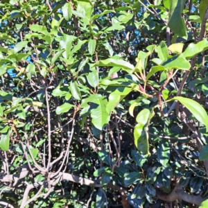 Photinia robusta at Hackett, ACT - 24 Apr 2024