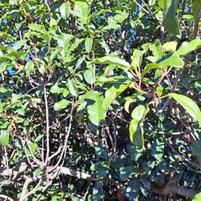 Photinia robusta (Red Leaf Photinia) at Hackett, ACT - 24 Apr 2024 by abread111