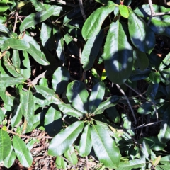 Photinia robusta at Hackett, ACT - 24 Apr 2024