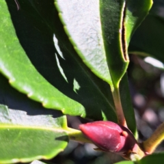 Photinia robusta at Hackett, ACT - 24 Apr 2024