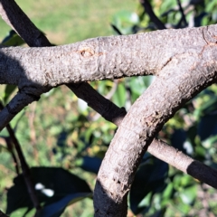 Photinia robusta at Hackett, ACT - 24 Apr 2024