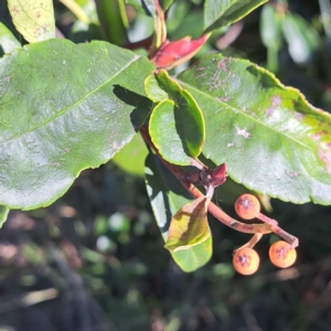 Photinia robusta at Hackett, ACT - 24 Apr 2024