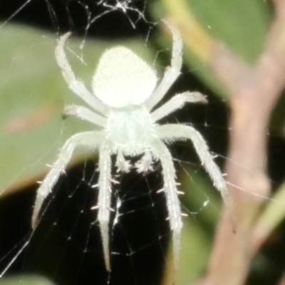 Araneus circulissparsus (species group) at WendyM's farm at Freshwater Ck. - 14 Dec 2023 by WendyEM