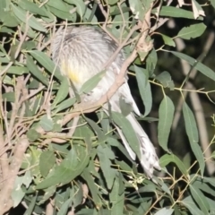 Anthochaera carunculata (Red Wattlebird) at WendyM's farm at Freshwater Ck. - 14 Dec 2023 by WendyEM