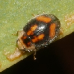 Unidentified Lady beetle (Coccinellidae) at Freshwater Creek, VIC - 14 Dec 2023 by WendyEM