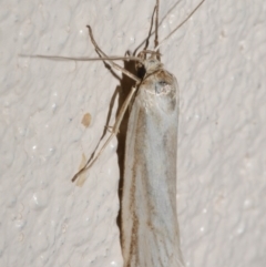 Philobota agnesella (A concealer moth) at Freshwater Creek, VIC - 18 Dec 2023 by WendyEM