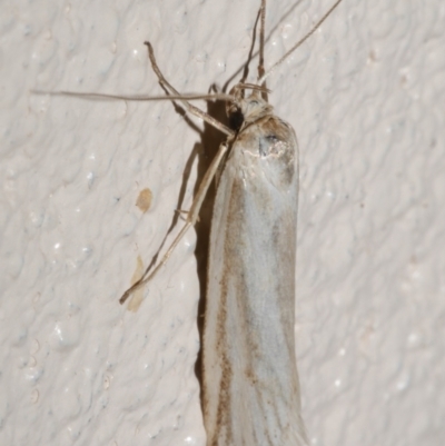 Philobota agnesella (A concealer moth) at WendyM's farm at Freshwater Ck. - 19 Dec 2023 by WendyEM