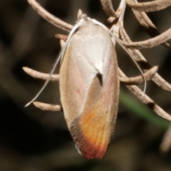 Ptyoptila matutinella (Wingia Group) at WendyM's farm at Freshwater Ck. - 22 Dec 2023 by WendyEM