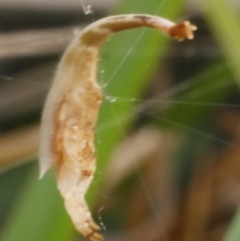 Arachnura higginsi (Scorpion-tailed Spider) at Freshwater Creek, VIC - 28 Dec 2023 by WendyEM