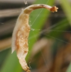 Arachnura higginsi (Scorpion-tailed Spider) at WendyM's farm at Freshwater Ck. - 28 Dec 2023 by WendyEM