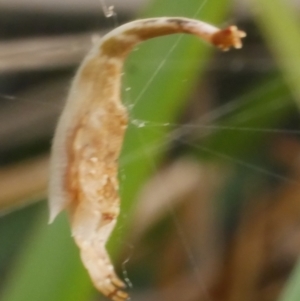 Arachnura higginsi at WendyM's farm at Freshwater Ck. - 28 Dec 2023