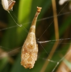 Arachnura higginsi at WendyM's farm at Freshwater Ck. - 28 Dec 2023