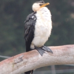 Microcarbo melanoleucos (Little Pied Cormorant) at WendyM's farm at Freshwater Ck. - 28 Nov 2023 by WendyEM