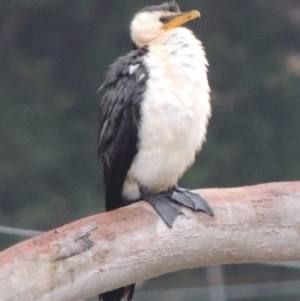 Microcarbo melanoleucos (Little Pied Cormorant) at WendyM's farm at Freshwater Ck. by WendyEM