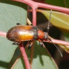 Ecnolagria grandis at Freshwater Creek, VIC - 28 Dec 2023 by WendyEM