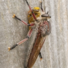 Neoaratus hercules (Herculean Robber Fly) at Freshwater Creek, VIC - 28 Dec 2023 by WendyEM