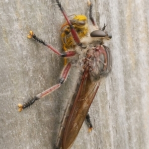 Neoaratus hercules at WendyM's farm at Freshwater Ck. - 28 Dec 2023 04:15 PM