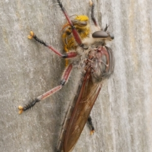 Neoaratus hercules at WendyM's farm at Freshwater Ck. - 28 Dec 2023 04:15 PM