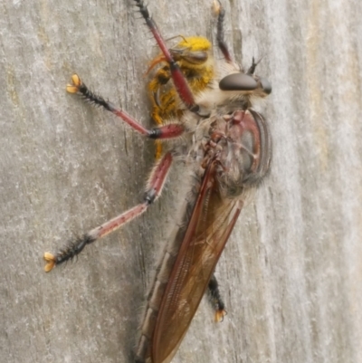 Unidentified Robber fly (Asilidae) at Freshwater Creek, VIC - 28 Dec 2023 by WendyEM