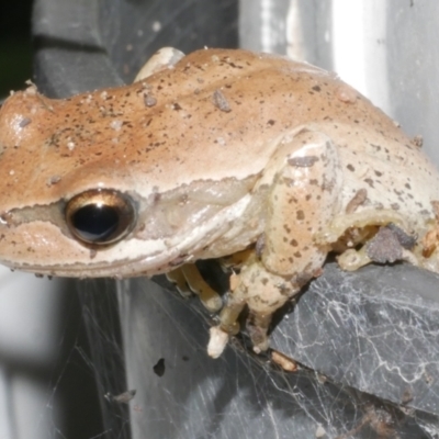 Litoria ewingii (Ewing's Tree Frog) at Freshwater Creek, VIC - 29 Dec 2023 by WendyEM