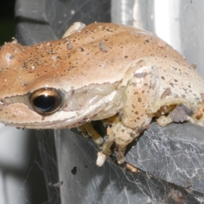 Unidentified Frog at Freshwater Creek, VIC - 29 Dec 2023 by WendyEM