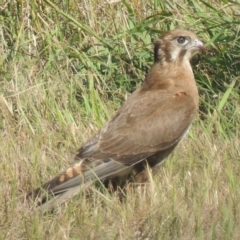 Falco berigora (Brown Falcon) at Freshwater Creek, VIC - 17 Dec 2023 by WendyEM