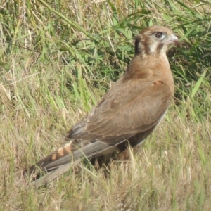Falco berigora (Brown Falcon) at Freshwater Creek, VIC by WendyEM