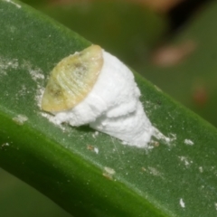 Unidentified Scale insect or Mealybug (Hemiptera, Coccoidea) at suppressed - 29 Dec 2023 by WendyEM