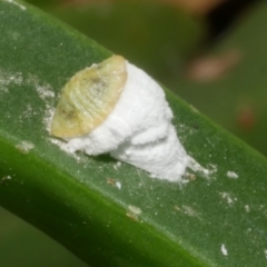 Unidentified Scale insect or Mealybug (Hemiptera, Coccoidea) at Freshwater Creek, VIC - 29 Dec 2023 by WendyEM