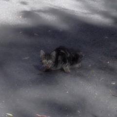 Felis catus (Feral Cat) at Tidbinbilla Nature Reserve - 24 Apr 2024 by TimL