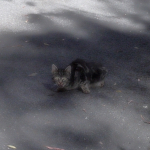 Felis catus at Tidbinbilla Nature Reserve - 24 Apr 2024