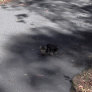 Felis catus at Tidbinbilla Nature Reserve - 24 Apr 2024