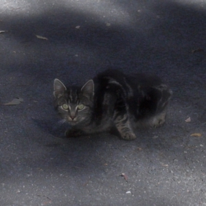 Felis catus at Tidbinbilla Nature Reserve - 24 Apr 2024