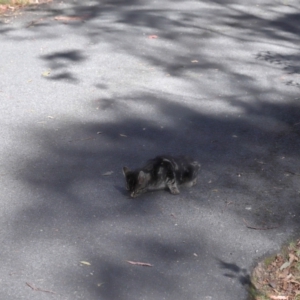 Felis catus at Tidbinbilla Nature Reserve - 24 Apr 2024