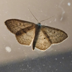 Scopula optivata (Varied Wave) at Braidwood, NSW - 24 Apr 2024 by MatthewFrawley