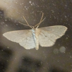 Scopula optivata at QPRC LGA - 24 Apr 2024 06:47 PM