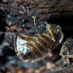 Coleoptera (order) at Mount Ainslie - 24 Apr 2024 by Hejor1