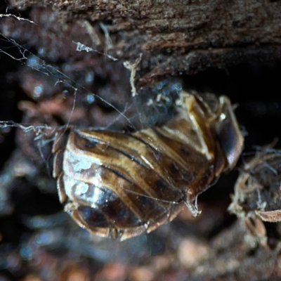Coleoptera (order) at suppressed - 24 Apr 2024 by Hejor1