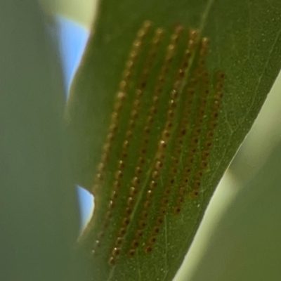 Uraba lugens (Gumleaf Skeletonizer) at Ainslie, ACT - 24 Apr 2024 by Hejor1