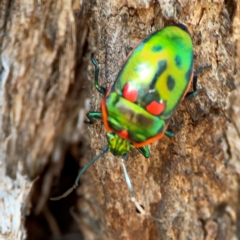 Scutiphora pedicellata (Metallic Jewel Bug) at Mount Ainslie - 24 Apr 2024 by Hejor1