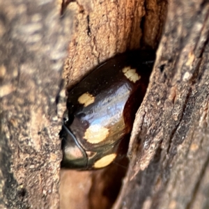 Paropsisterna octosignata at Mount Ainslie - 24 Apr 2024