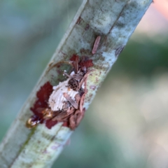 Unidentified Scale insect or Mealybug (Hemiptera, Coccoidea) at Mount Ainslie - 24 Apr 2024 by Hejor1