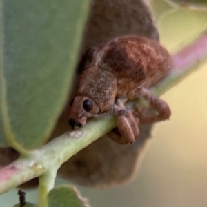 Gonipterus sp. (genus) at Mount Ainslie - 24 Apr 2024