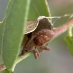 Gonipterus sp. (genus) at Mount Ainslie - 24 Apr 2024