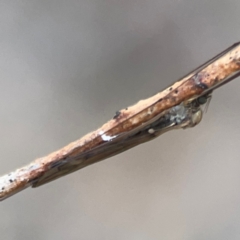 Unidentified Crane fly, midge, mosquito or gnat (several families) at Ainslie, ACT - 24 Apr 2024 by Hejor1